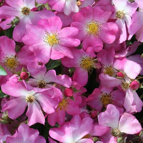 Shop - Rosa Fil des Saisons ® - rosa - bodendecker rosen  - diskret duftend - Ann Velle Boudolf - -